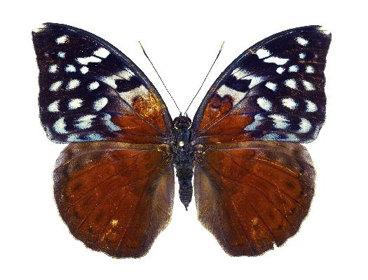 Bebearia arcadius female UPS